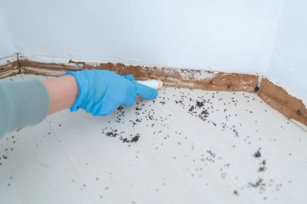 Best Flea Control Services  in Baltimore, MD